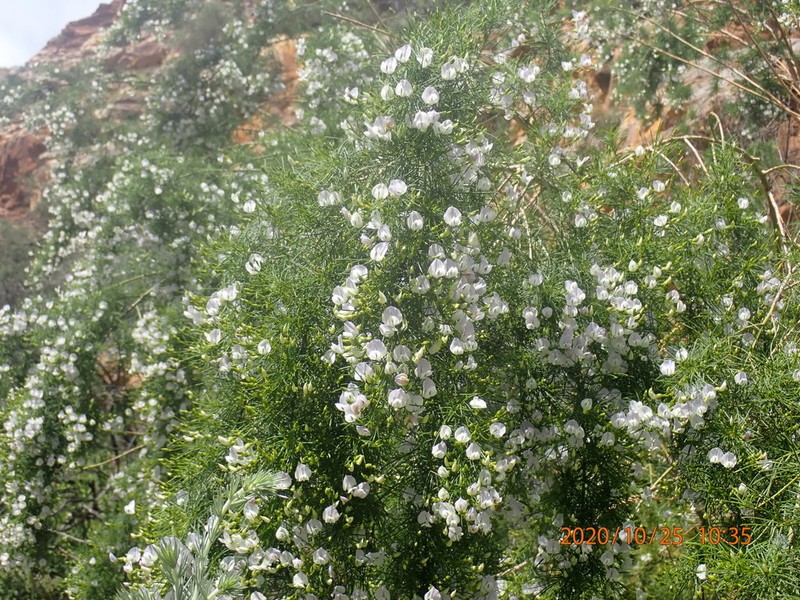 Psoralea imminens photo 8