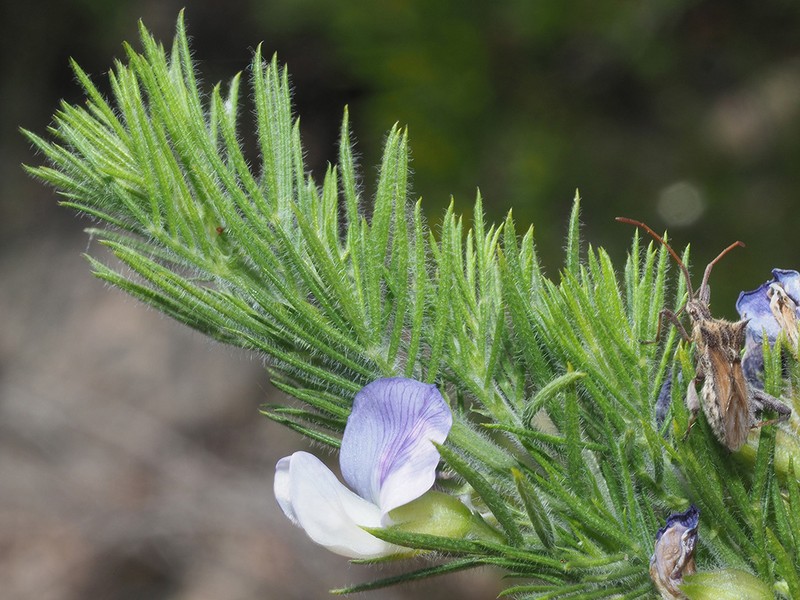 Psoralea intonsa photo 3