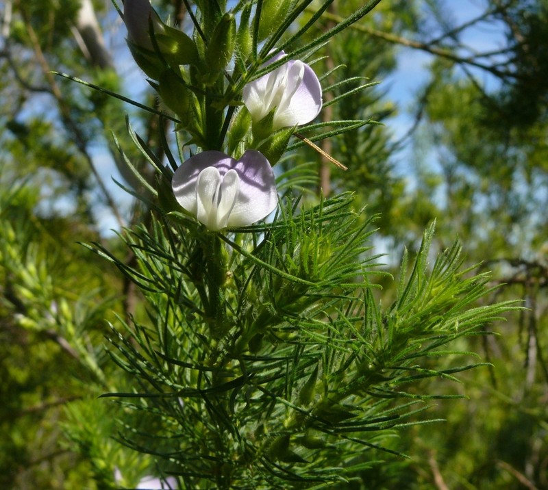 Psoralea intonsa photo 4