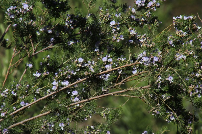 Psoralea intonsa photo 5