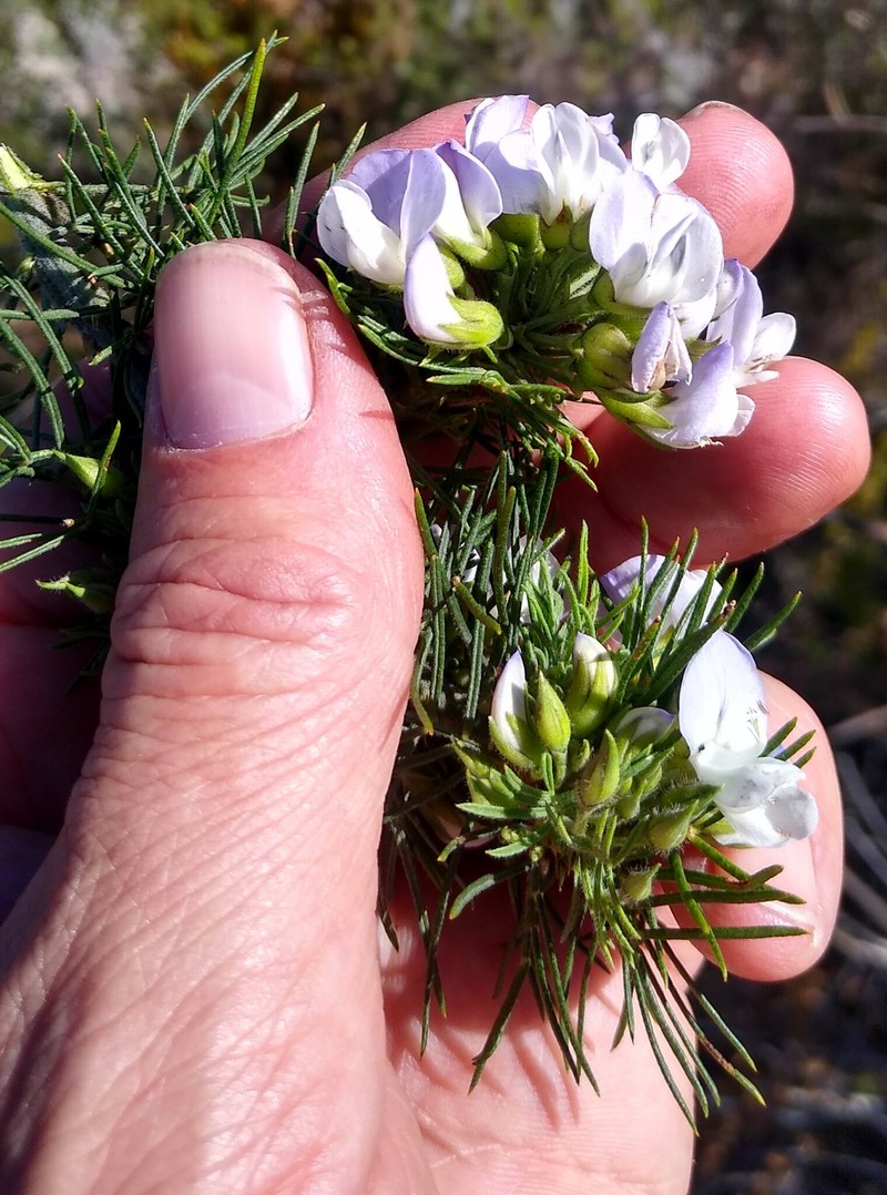Psoralea intonsa photo 6