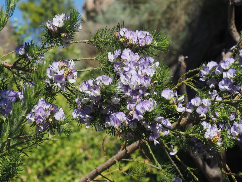 Psoralea intonsa photo 7