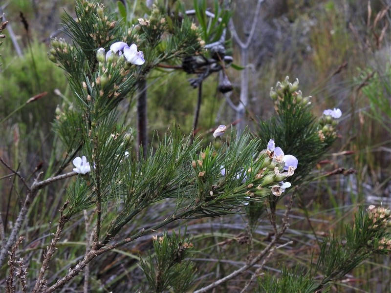 Psoralea ivumba photo 2