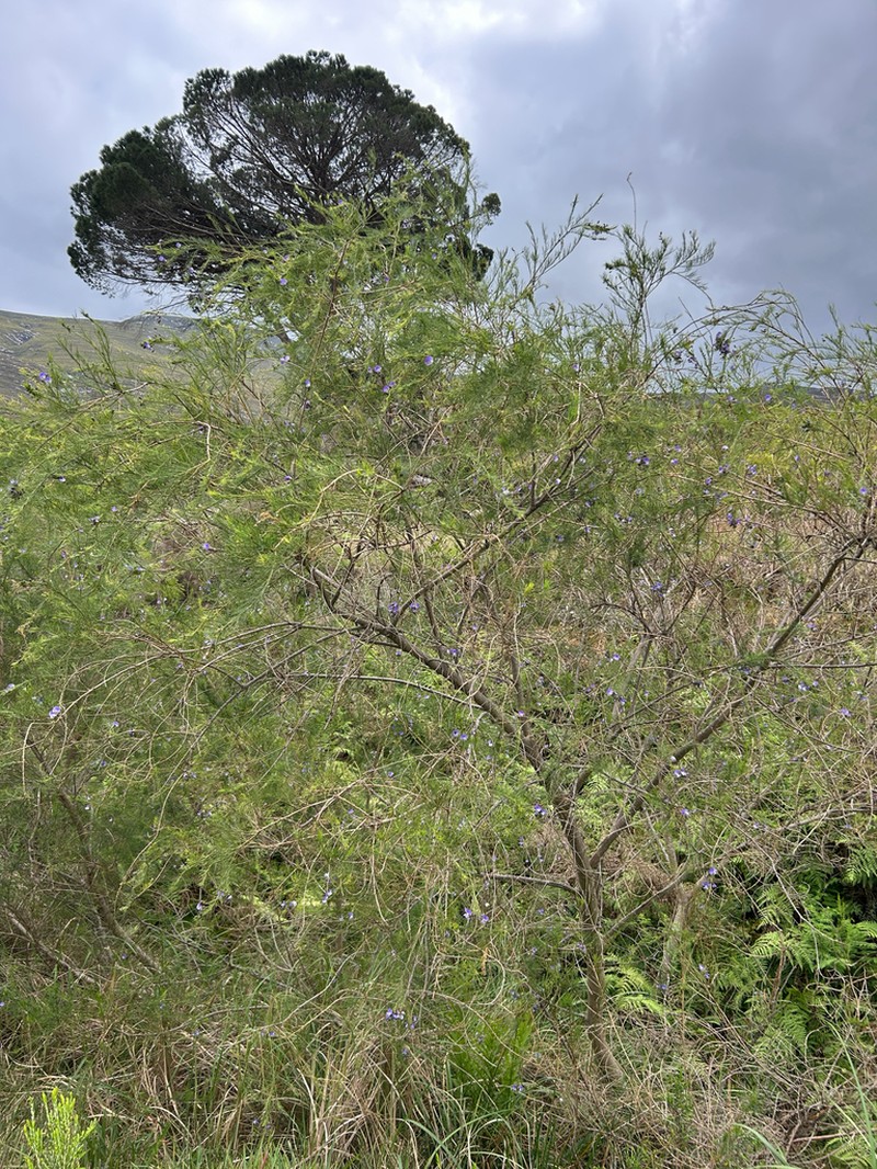 Psoralea ivumba photo 3