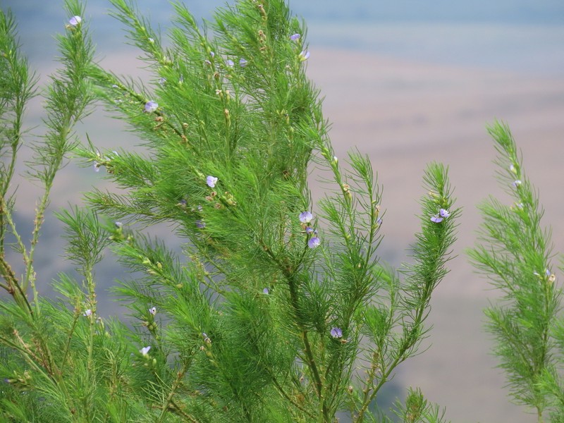 Psoralea ivumba photo 4