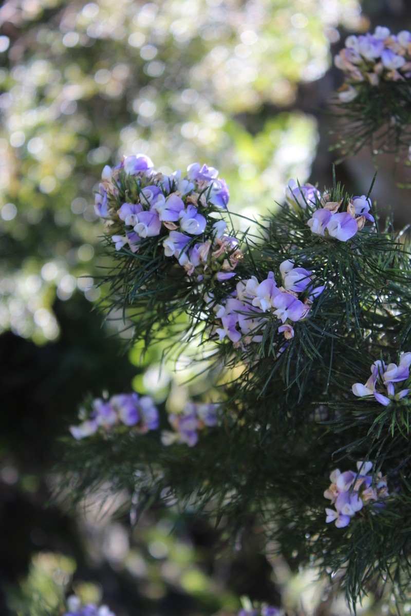 Psoralea ivumba photo 5