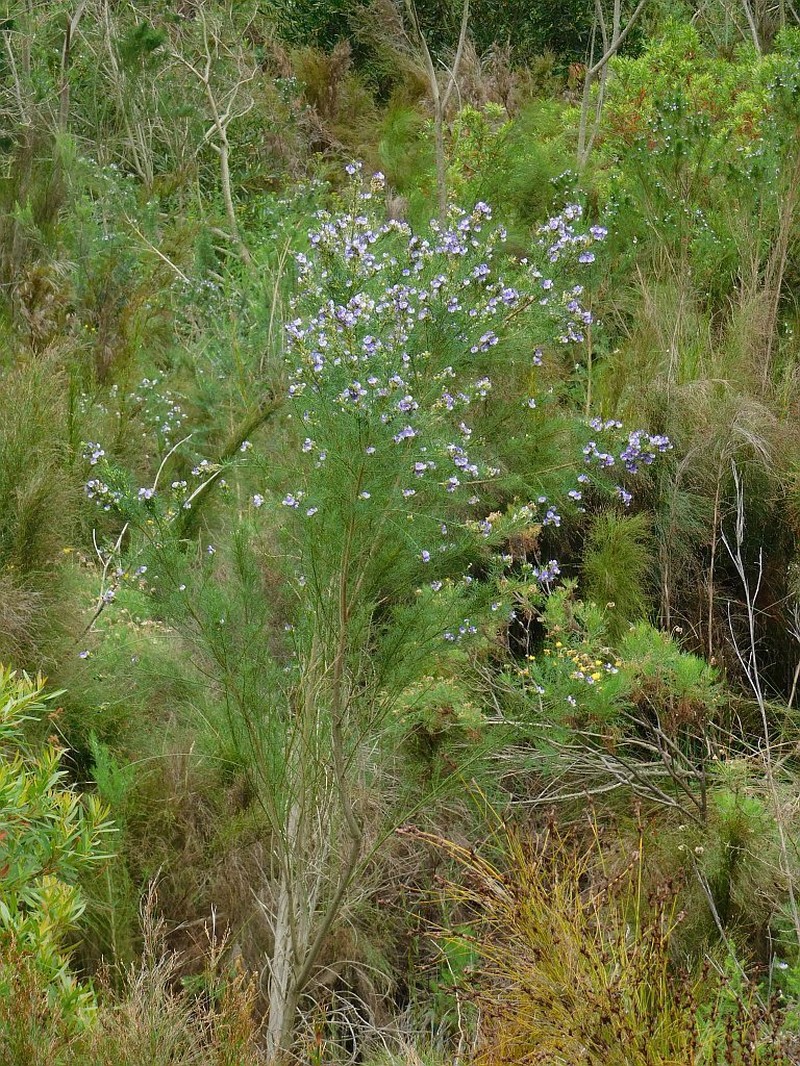 Psoralea ivumba photo 6