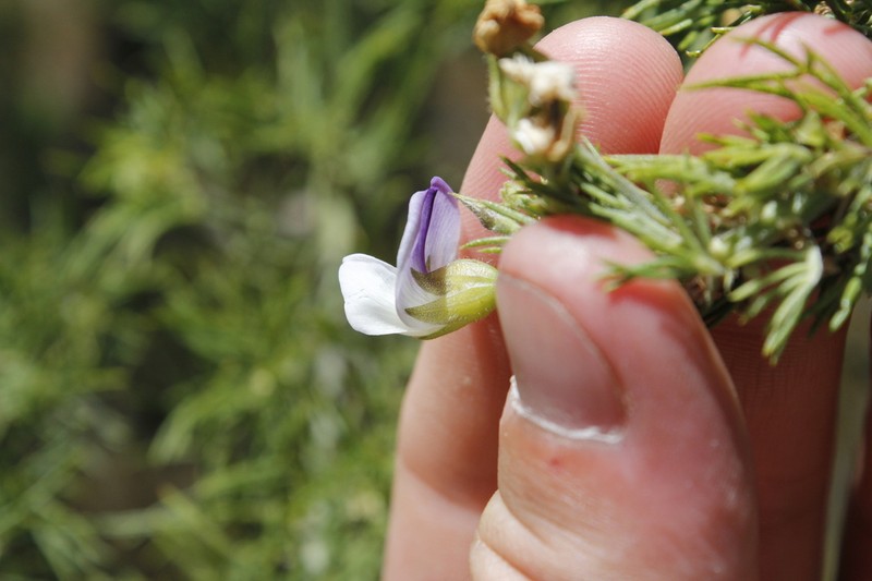 Psoralea ivumba photo 7