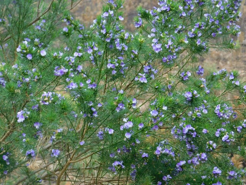 Psoralea ivumba photo 8