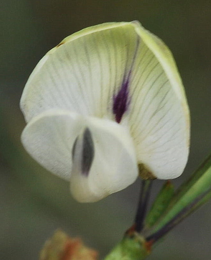 Psoralea karooensis photo 2