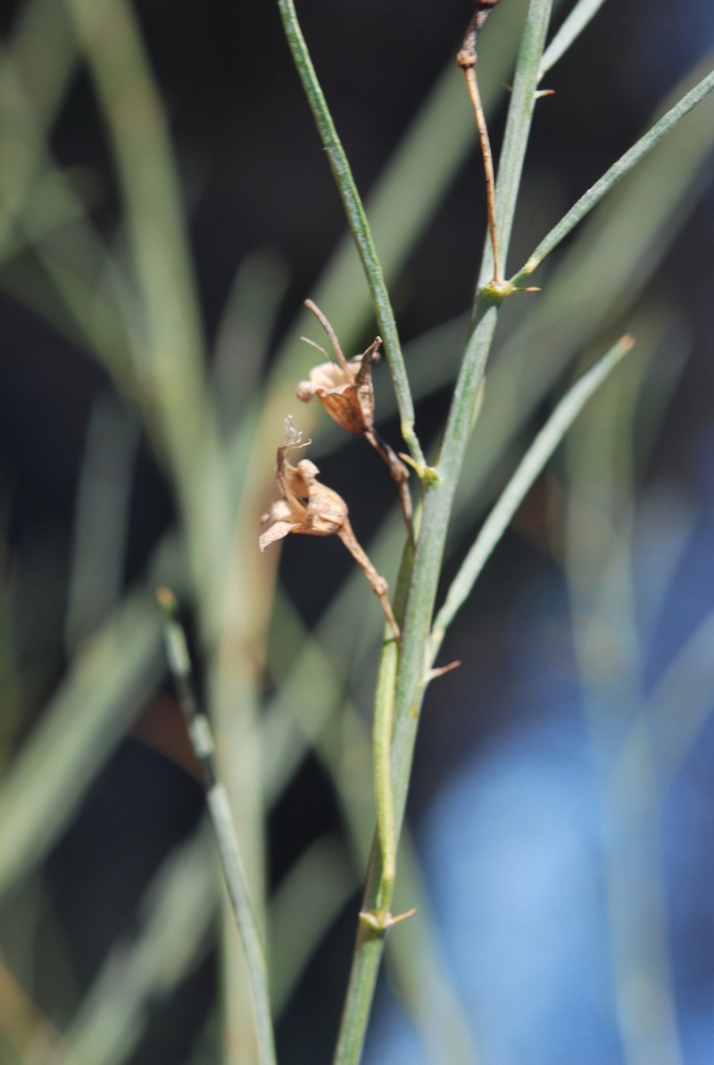 Psoralea karooensis photo 3