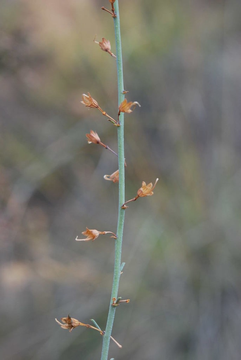 Psoralea karooensis photo 4