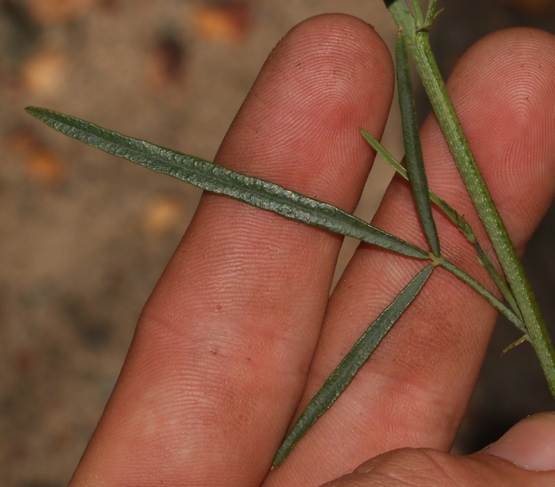 Psoralea karooensis photo 5