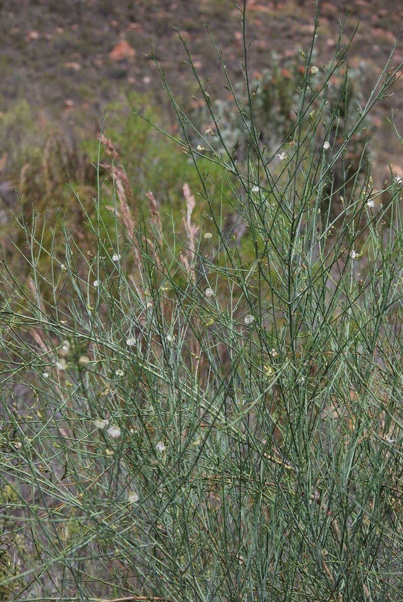Psoralea karooensis photo 6