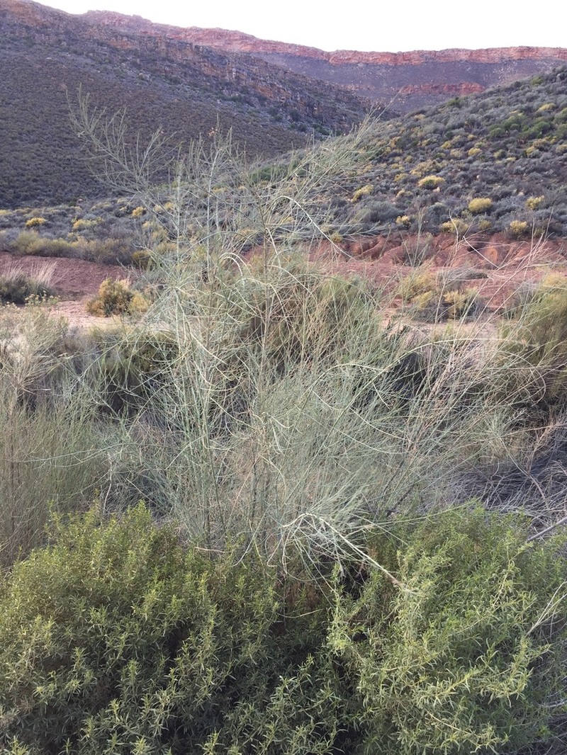 Psoralea karooensis photo 7
