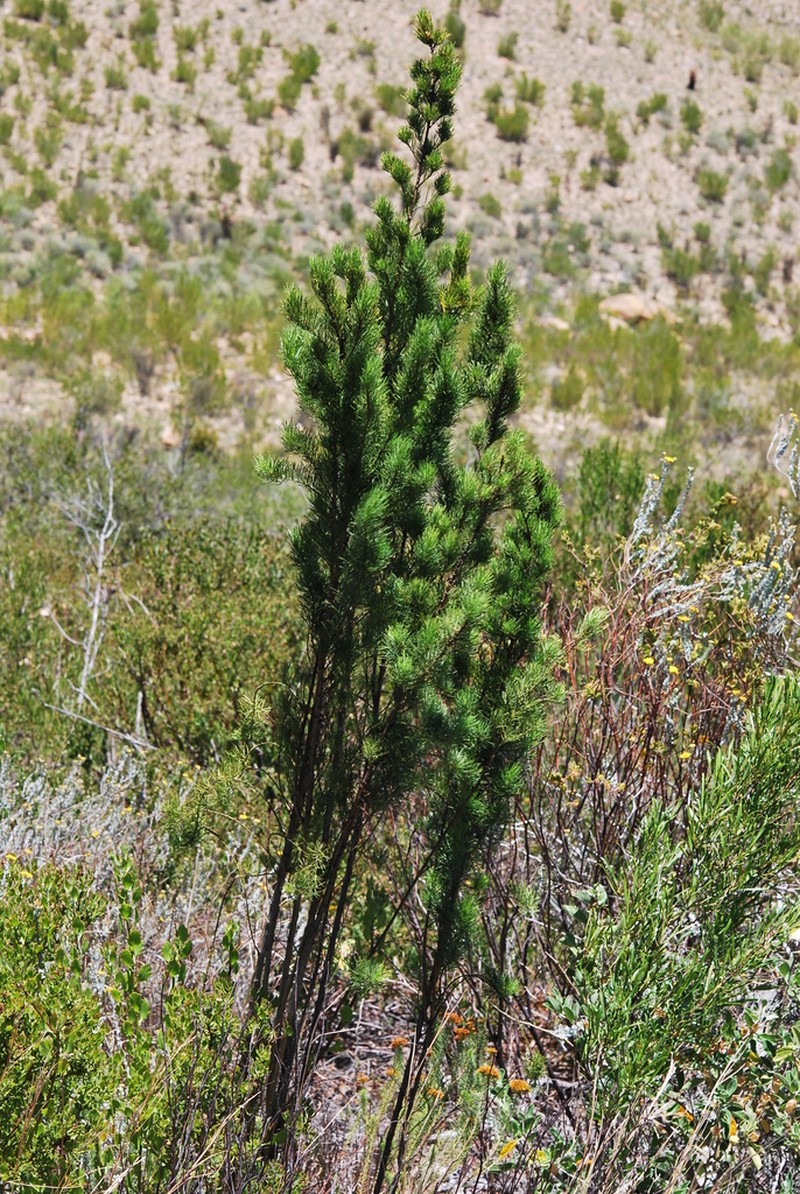 Psoralea kougaensis photo 2