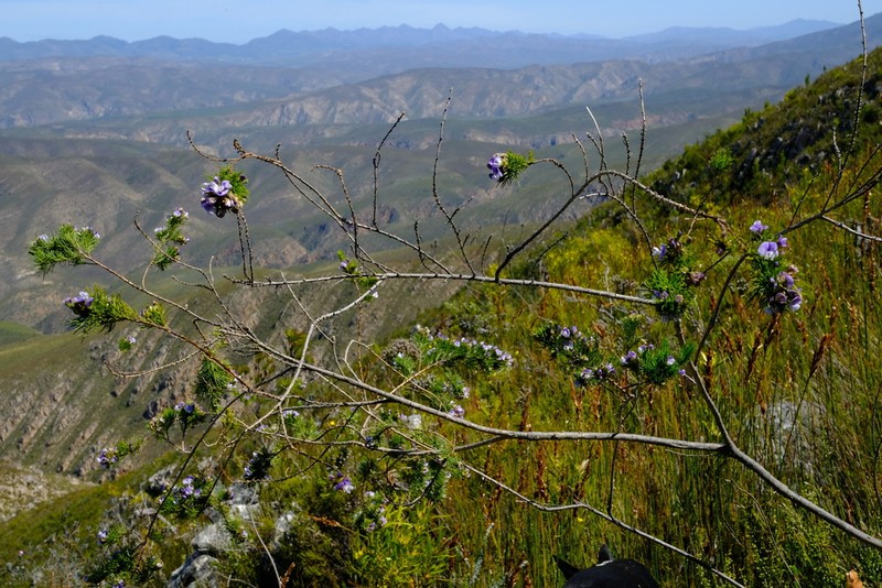Psoralea kougaensis photo 3