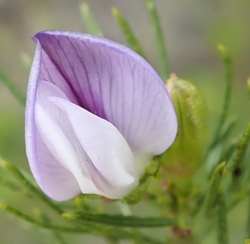 Psoralea kougaensis photo 4