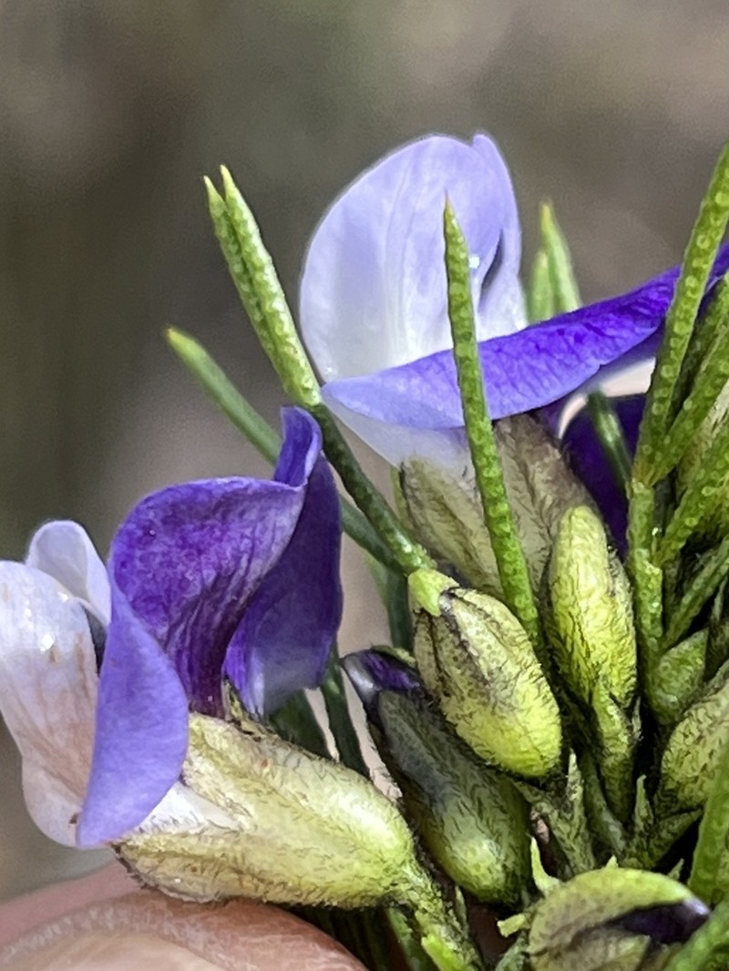 Psoralea kougaensis photo 5