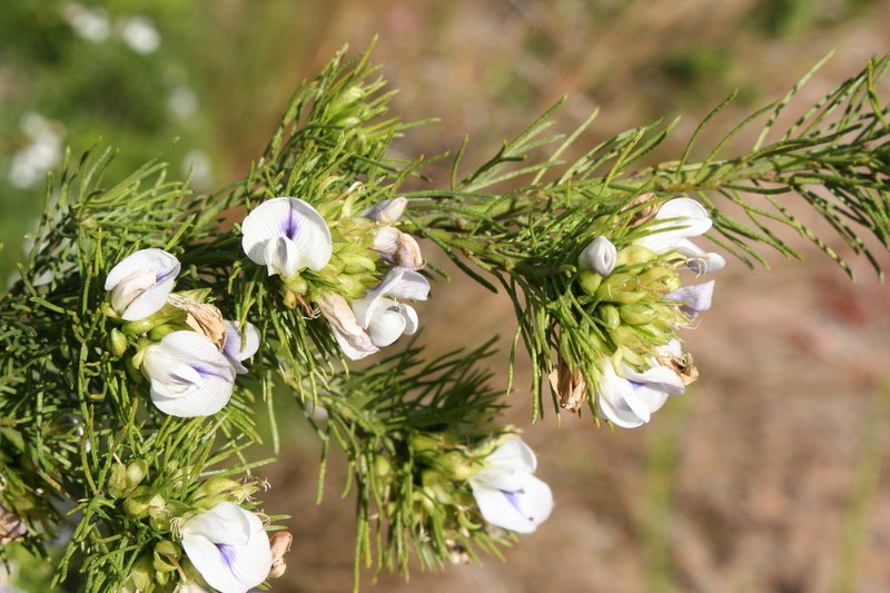 Psoralea kougaensis photo 6
