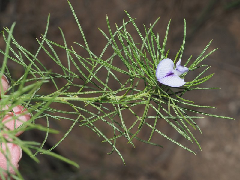 Psoralea kougaensis photo 7