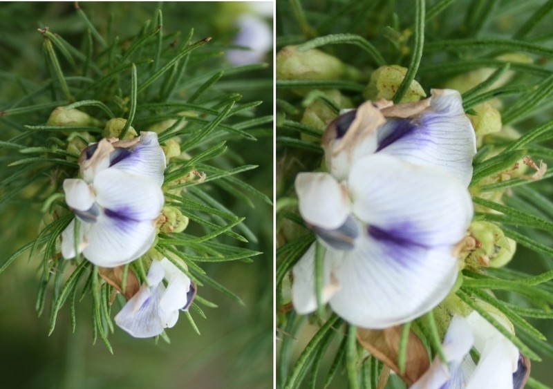 Psoralea kougaensis photo 8