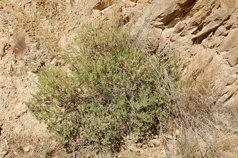 Psoralea lucens