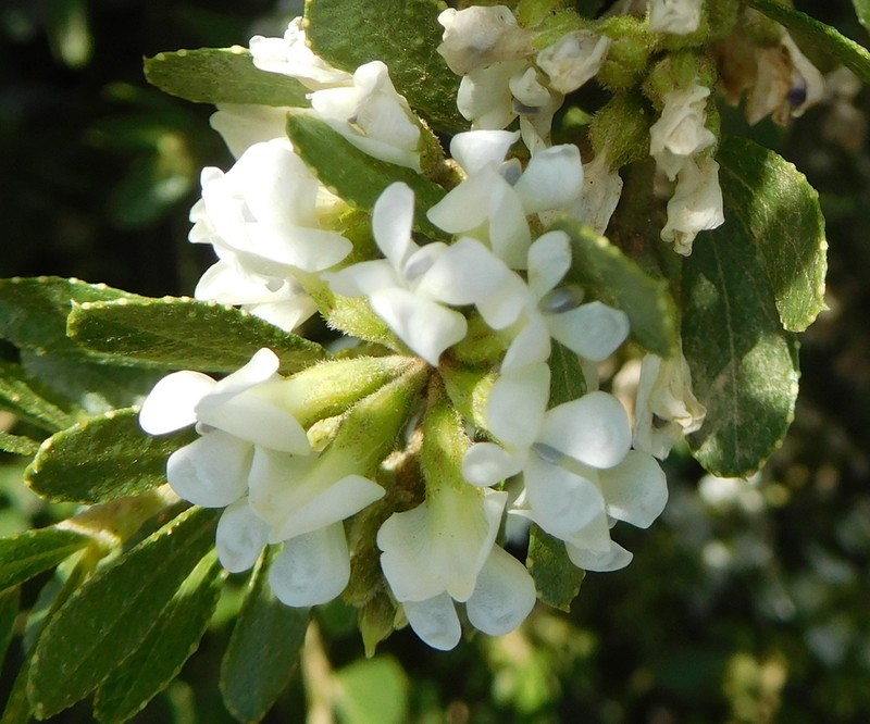 Psoralea lucens photo 2