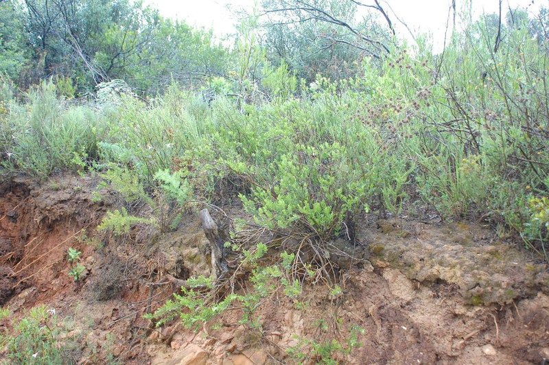 Psoralea lucens photo 3