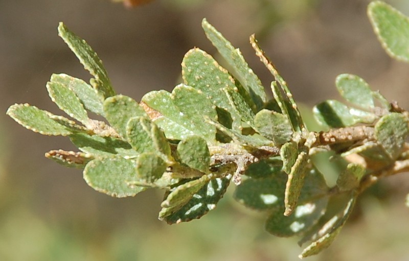 Psoralea lucens photo 4