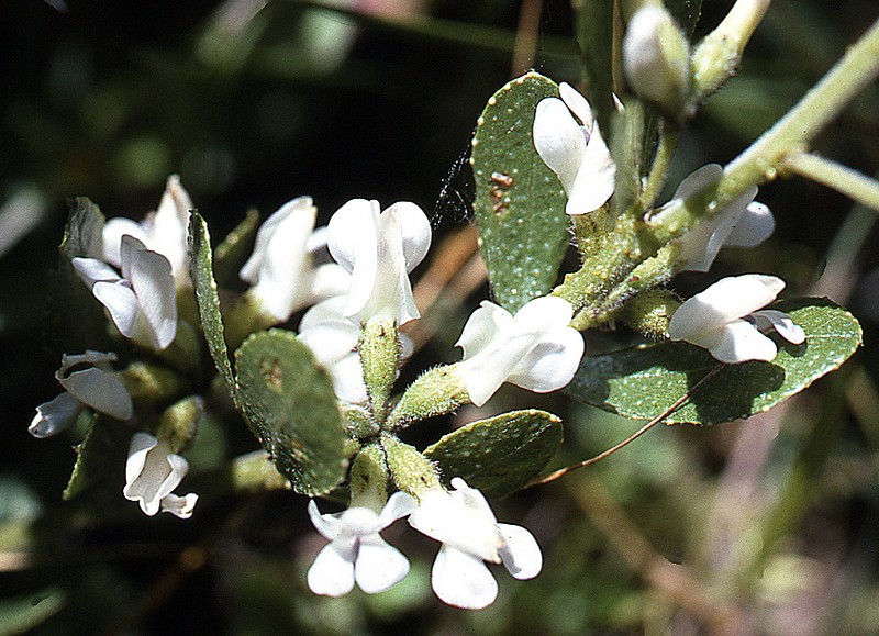 Psoralea lucens photo 5