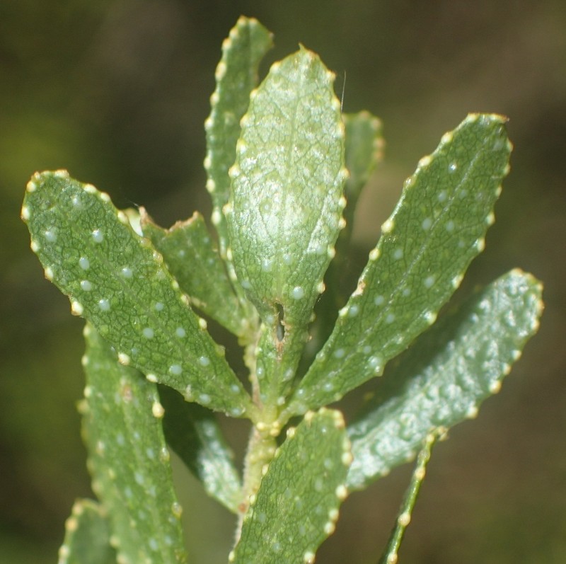 Psoralea lucens photo 6