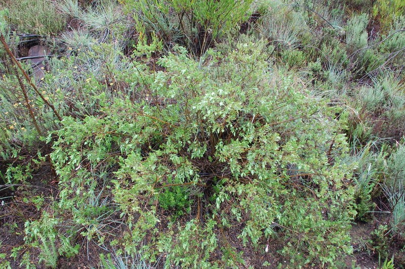 Psoralea lucens photo 7
