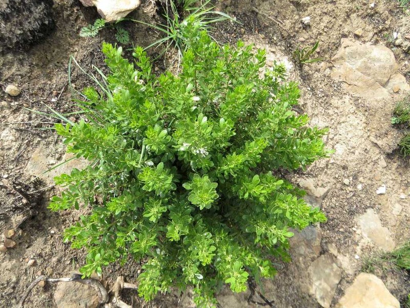 Psoralea lucens photo 8
