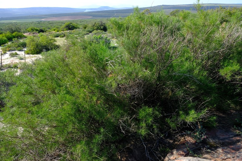 Psoralea luteovirens