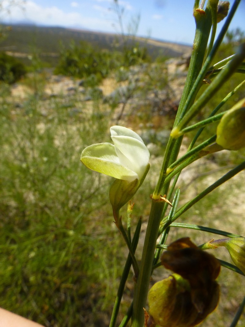 Psoralea luteovirens photo 2