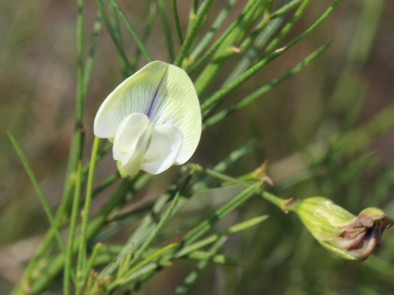 Psoralea luteovirens photo 3