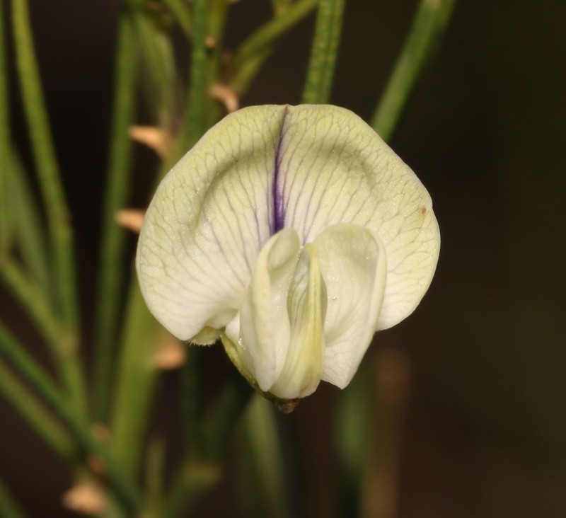 Psoralea luteovirens photo 4