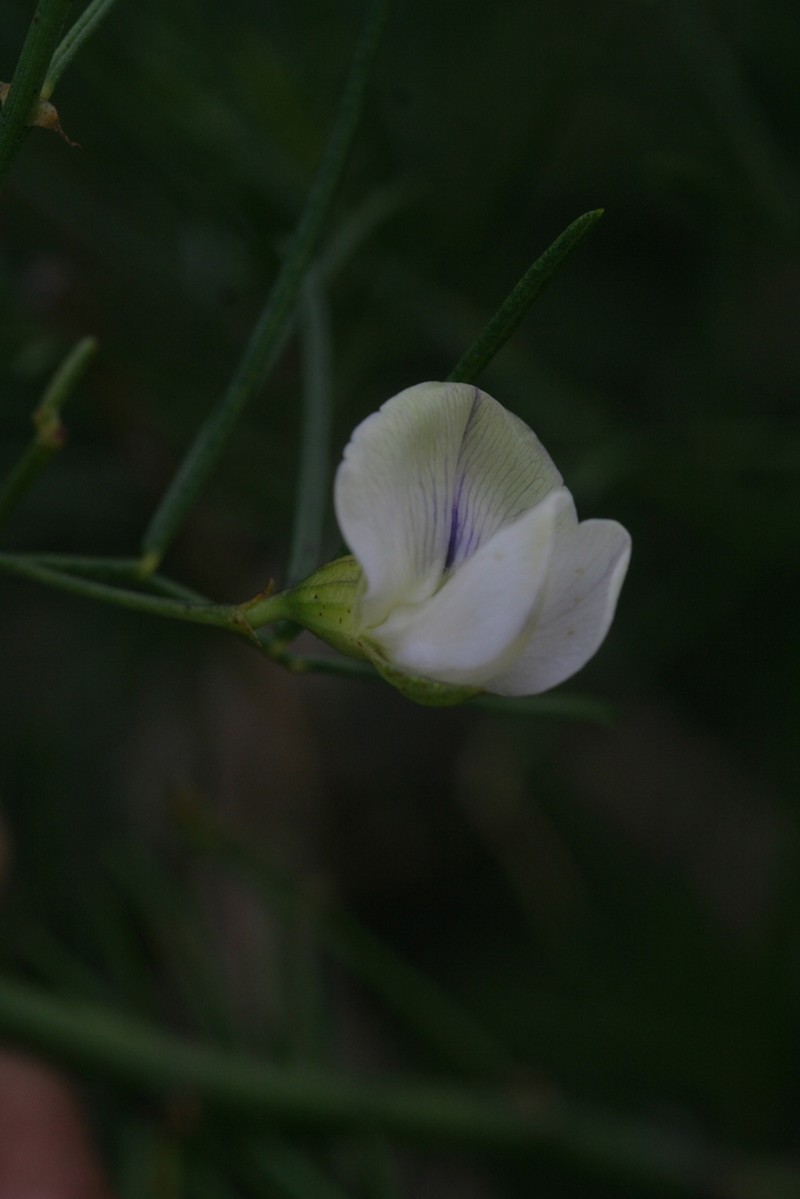 Psoralea luteovirens photo 5