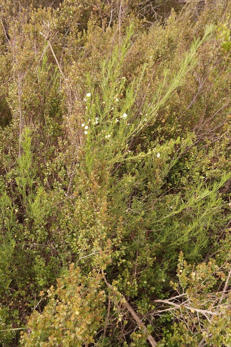 Psoralea margaretiflora