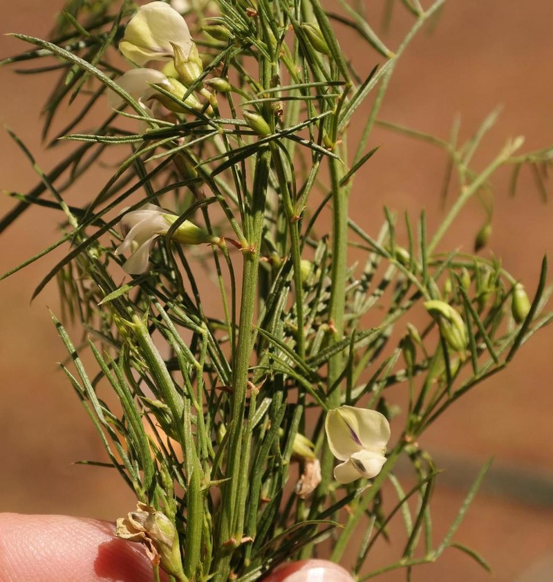 Psoralea margaretiflora photo 2