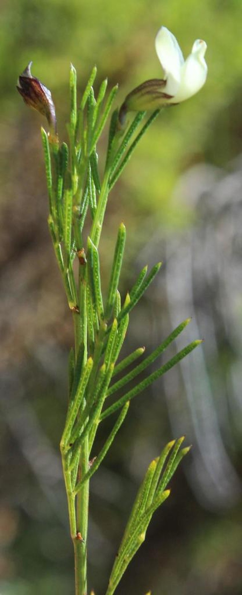 Psoralea margaretiflora photo 3