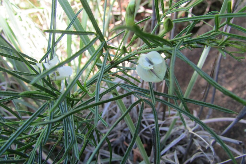 Psoralea margaretiflora photo 4
