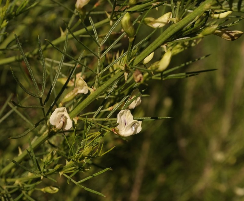Psoralea margaretiflora photo 6