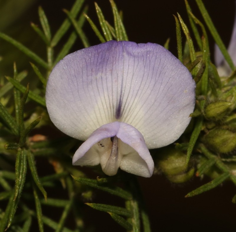Psoralea montana photo 2