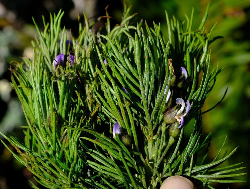 Psoralea montana photo 3