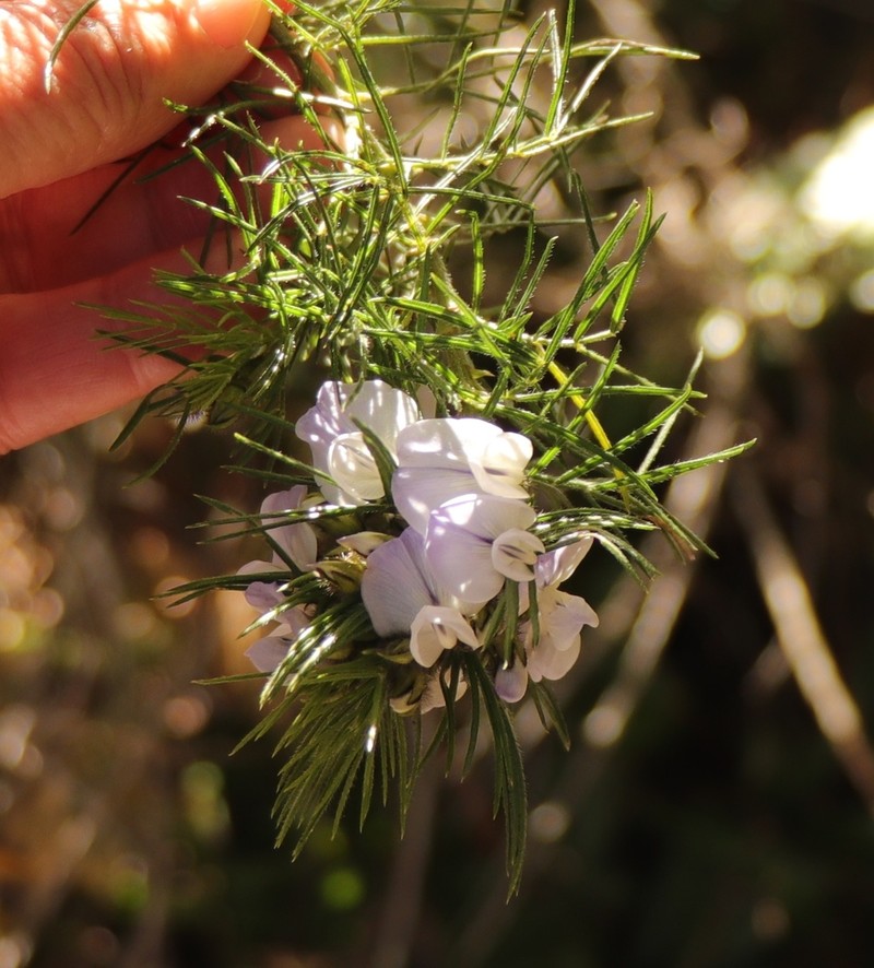 Psoralea montana photo 4