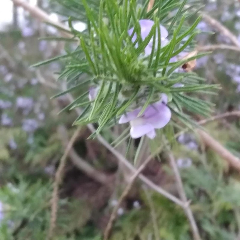 Psoralea montana photo 5