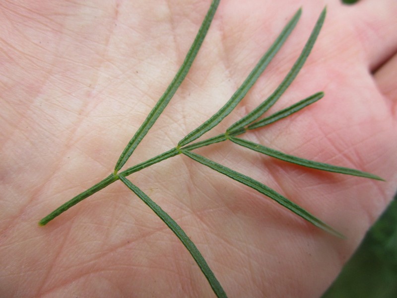 Psoralea montana photo 6