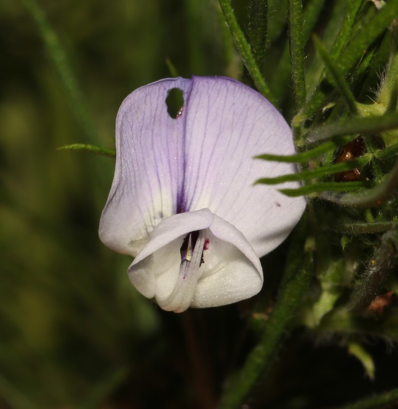 Psoralea montana photo 7